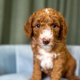 Andy - Red  male Goldendoodle puppy in Lakeland, Florida from Rolling Oak Doodles