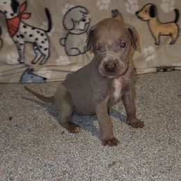 Aria - Chocolate female Great Dane puppy in Walker, Louisiana from La Rebel Danes