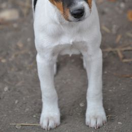 Jack Russell Terrier Puppies from Smokin Pistol Jack Russell Terriers