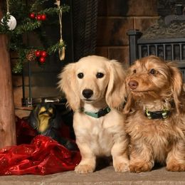 Dachshunds from New Hope Dachshund Puppies