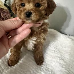 Girl 1 Pink Collar - Red  female Poodle puppy in Johnson City, Tennessee from Northeast TN Standard and Mini/Toy Poodles