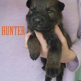 Hunter - Sable male German Shepherd puppy in Harwood, Maryland from Reddington Shepherds