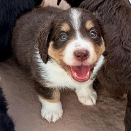 Willow's Aussie-Doxie Red Boy 1 - Red male Dachshund puppy in Burkesville, Kentucky from Bline’s Awesome Aussies, Aussiedoodles & Doxies at the Bline Family Farm