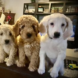 Goldendoodle Puppies from Smith Family Doodles