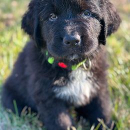 Newfoundland Puppies from Majestic Gentle Giants