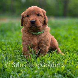 Lily - Dark golden female Golden Retriever puppy in Brookston, Indiana from Sunshine Goldens