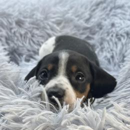 James - Piebald male Dachshund puppy in Rio Linda, California from Destiny's Mini Doxies