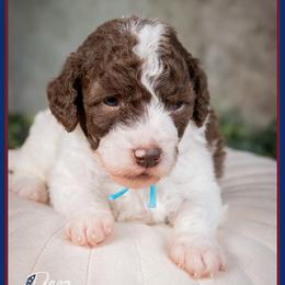 Cuba - Brown and white male Cockapoo puppy in Connersville, Indiana from Deaz Doodle Ranch