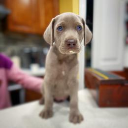 German Shorthaired Pointer and Weimaraner Puppies from SilverBay GunDogs