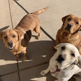 Labrador Retrievers from River Rat Retrievers