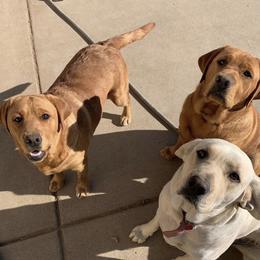 Labrador Retrievers from River Rat Retrievers