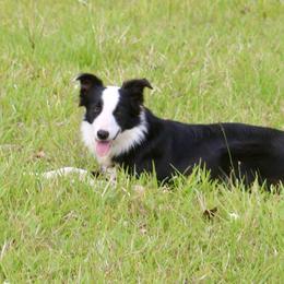 Daisy - Black and white female Border Collie puppy in Kountze, Texas from Bridges Border Collies