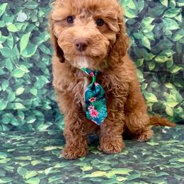 Cheerios - Red  male Goldendoodle puppy in Taylorsville, North Carolina from Heartfelt Doodles