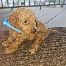 Enzo - Apricot male Poodle puppy in Queens, New York from Pawfect Soul Puppies