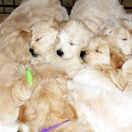 Goldendoodle Puppies from Riverbend Mini and Standard Goldendoodles