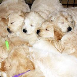 Goldendoodle Puppies from Riverbend Mini and Standard Goldendoodles
