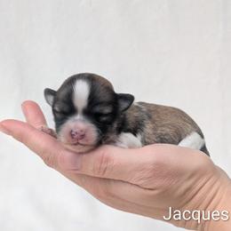Jacques - Chocolate male Havanese puppy in Vancouver, Washington from AKC Havanese and Bernese
