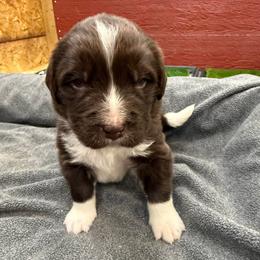 Dozer - White and brown male Newfoundland puppy in Goodhue, Minnesota from Claypits Newfoundlands