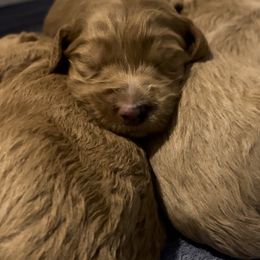 Goldendoodle Puppies from Goldendoodles of Anchor Bay
