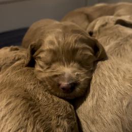 Goldendoodle Puppies from Goldendoodles of Anchor Bay