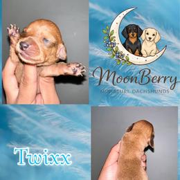 Red - Red male Dachshund puppy in Tecumseh, Oklahoma from MoonBerry Miniature Dachshunds