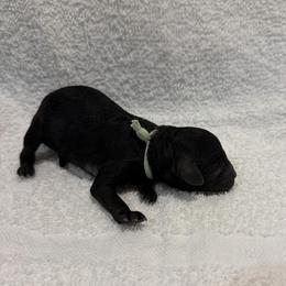 Sasha - Mint - Black female Poodle puppy in Baytown, Texas from Charlotte & Co. Miniature Poodles