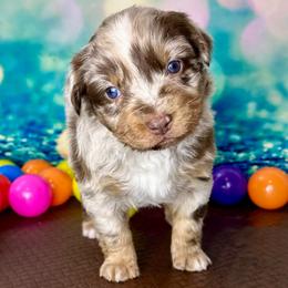 Haven - Red merle female Australian Shepherd puppy in West Union, Iowa from Boundless Hearts Australian Shepherds LLC