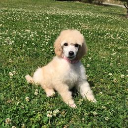 Poodle Puppies from Gwynt Standard Poodles