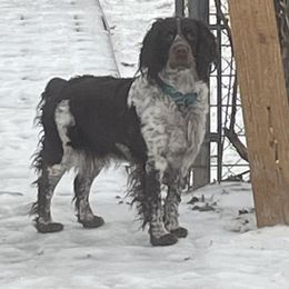 Brownie - English Springer Spaniel