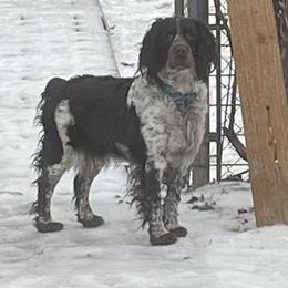 Brownie - English Springer Spaniel