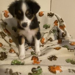 Miniature American Shepherd Puppies from Harbor View Mini American Shepherds