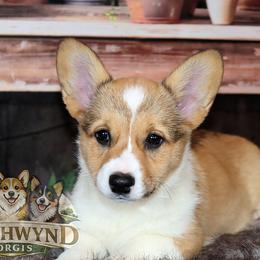 Pembroke Welsh Corgi Puppies from Northwynd Corgis