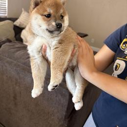 Shiba Inu Puppies from Adrianna Garduno