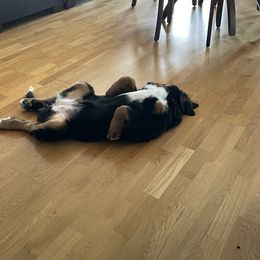 Bernese Mountain Dog Puppies from Lonesome Pine Farm