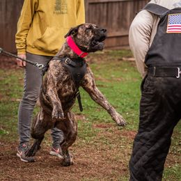 Boerboel All Grown Up from Romboel Farm Dogs