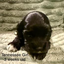 Tennessee - Black and white female Cocker Spaniel puppy in Sumter, South Carolina from Cocker Eclipse In Home Kennel