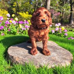Boy 2- Representative Picture - Red Irish Doodle puppy in Madison, Wisconsin from Morningside Doodles
