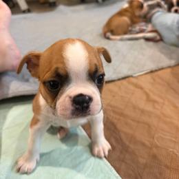 Apple - Fawn female Boston Terrier puppy in Wellington, Ohio from Twist of Faith Farms