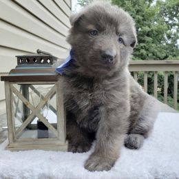 German Shepherd Puppies from Scenic Creek German Shepherds