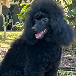 Black Gold Mint Condition - Black male Poodle puppy in Leesville, Louisiana from BlackGoldToyPoodles