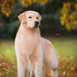 Golden Retrievers and Labrador Retrievers from Devanley Labradors