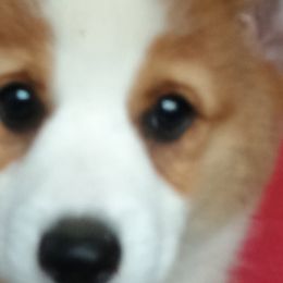 Pembroke Welsh Corgis from Jenny Barrett