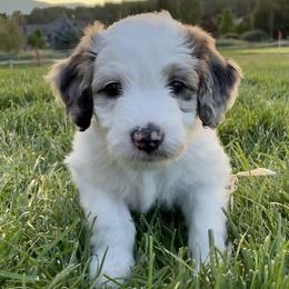 Aussiedoodles from Wasatch Back Aussiedoodles