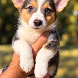 Autumn - Black and tan female American Corgi puppy in Spring Bluff, Georgia from Fender’s Corgi’s