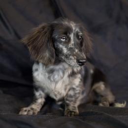 Dachshund and Russell Terrier Puppies from Turquoise River Minature Dachshunds