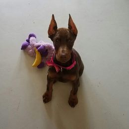 Doberman Pinscher Puppies from Veronnica Cumplido