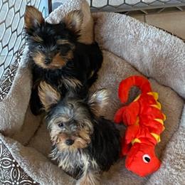 Yorkshire Terriers from Precious Yorkie Babies