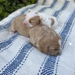 Cavapoo All Grown Up from Carolina Cavapoos