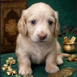 Apollo - Cream male Dachshund puppy in Mesa, Arizona from Dach Army LLC