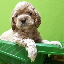 James - Buff male Cocker Spaniel puppy in Crossville, Tennessee from Timber Sunrise Cockers